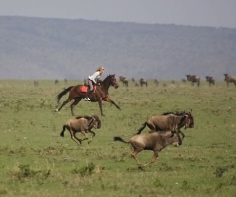 Riding safari horses