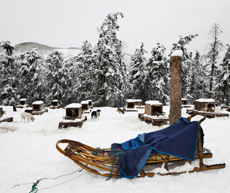 Dog Sledding in Aspen Snowmass