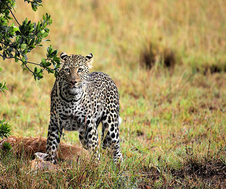 namiri-plains-leopard