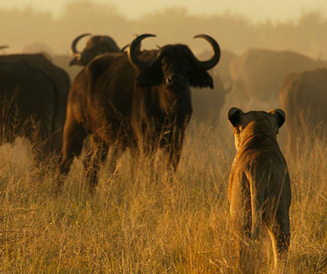 duba-plains-lions-and-buffalo