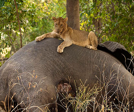 chindeni-camp-south-luangwa-lion