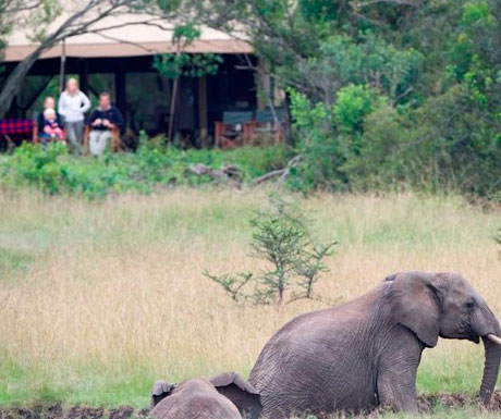 Encounter Mara elephant hide