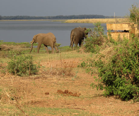 Chiawa Camp Zambezi hide