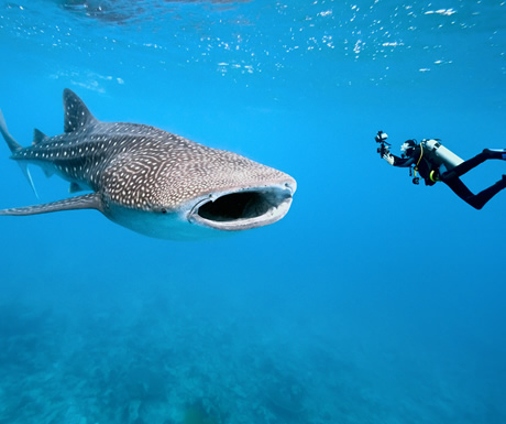 Whale shark diving, Maldives