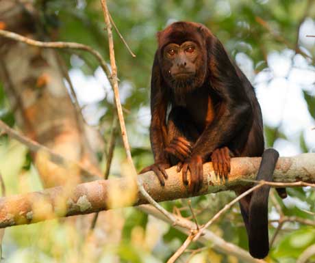 Cristalino Red howler monkey