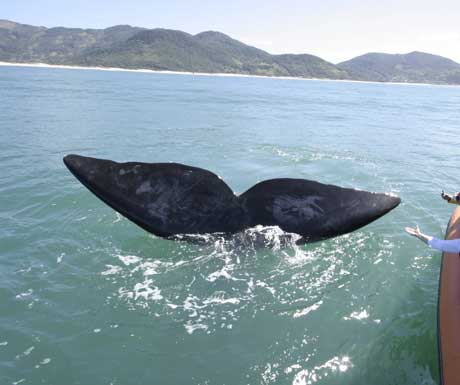 Quinta do Bucanero whales