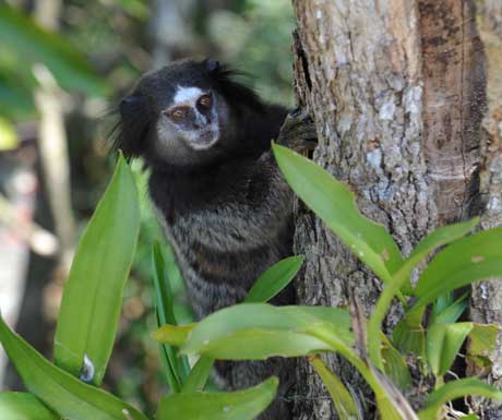 Reserva do Ibitipoca monkey