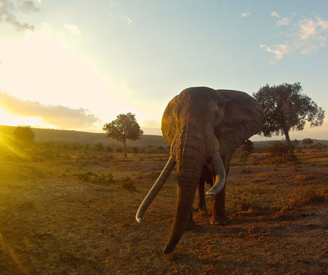 Richards Camp elephants