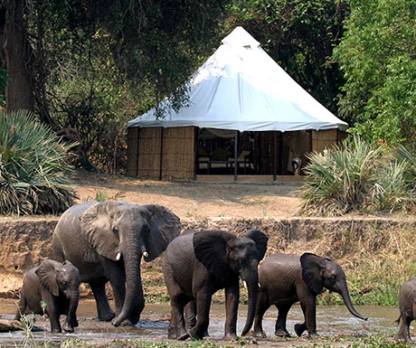 Sausage Tree elephants