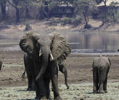 Chindeni Camp elephants