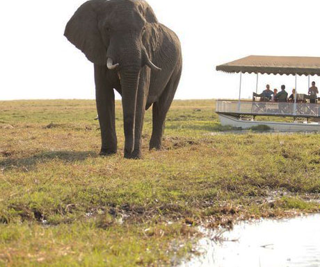 Savute Under Canvas elephants