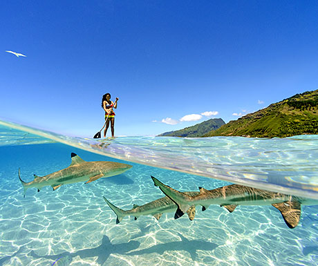 Standup paddling with the wildlife of Moorea, French Polynesia
