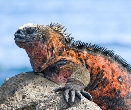 Marine iguana Jan-Mar