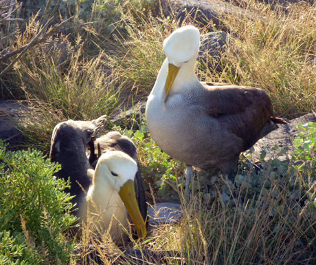 Albatrosses April-June