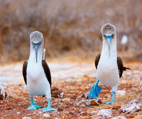 Blue-footed boobies July-Sep