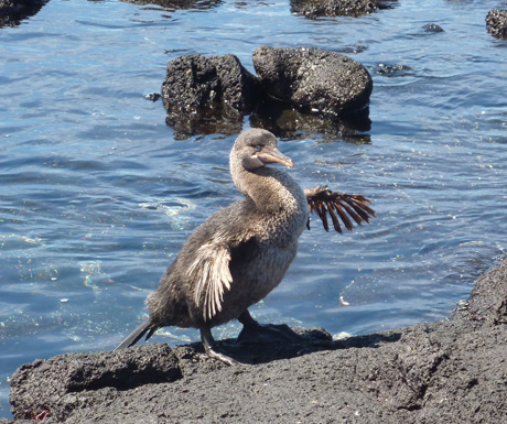 Young flightless cormorant Jul-Sep