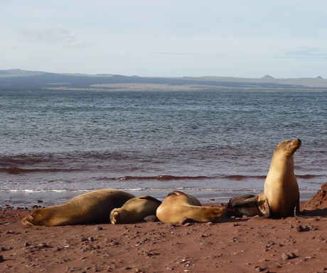 Sea lions Oct-Dec