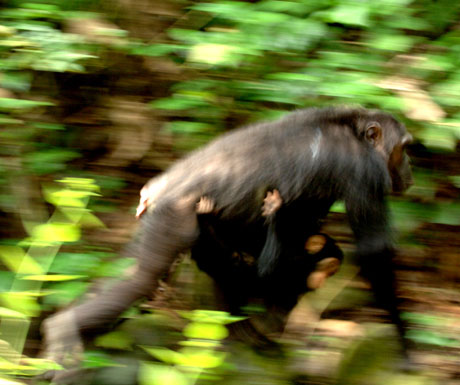 Chimpanzees, Mahale