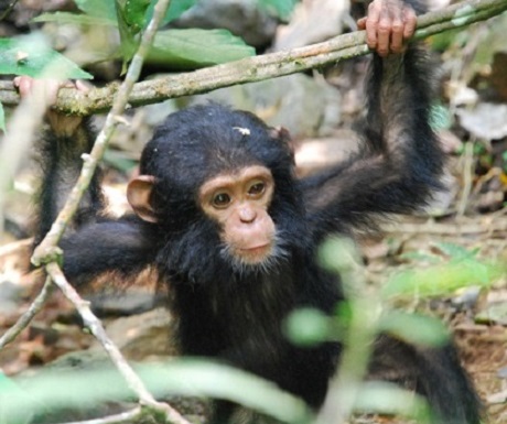 Gombe Nat Park