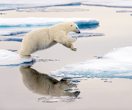 polar bear on the arctic ice, Spitsbergen
