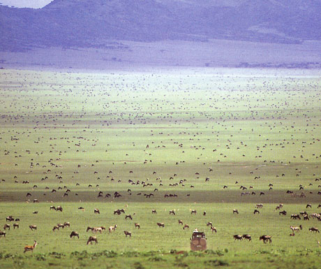 Serengeti zebra