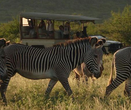 Samburu zebra