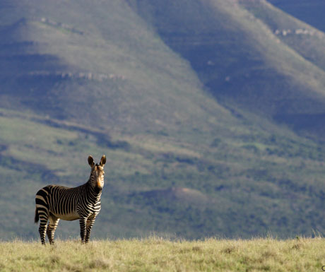 Samara zebra