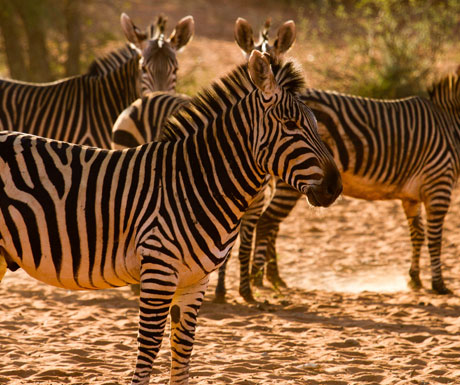 Tswalu zebra
