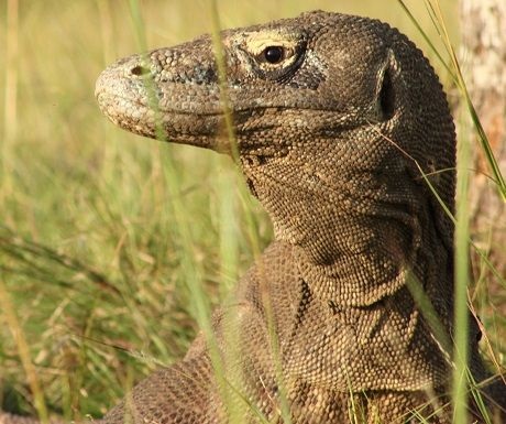 Komodo dragon