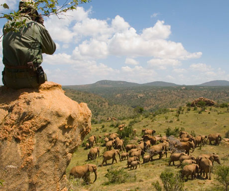 Luxury safari in Kenya