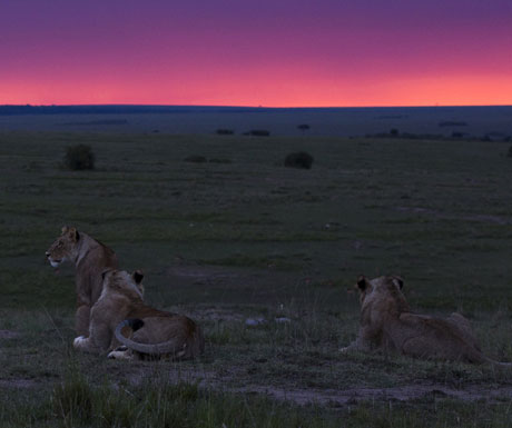 Luxury safari in Kenya