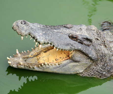 Enjoy an airboat safari across the Mary River floodplains