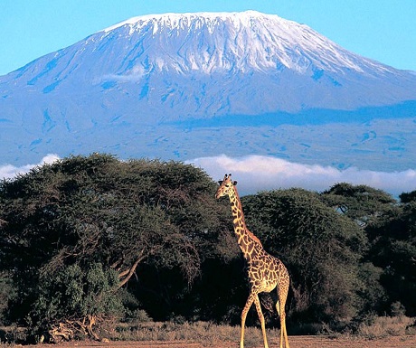 Mount Kilimanjaro giraffe