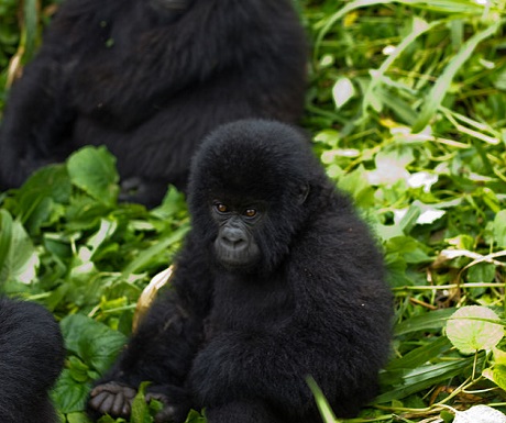 Virunga Mountain Gorilla