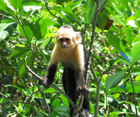 White headed capuchin monkey, Costa Rica