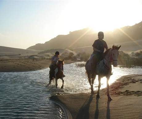 Wild coast horses safari