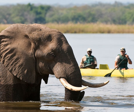 Canoe safari