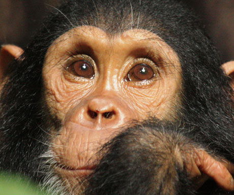 Chimpanzee