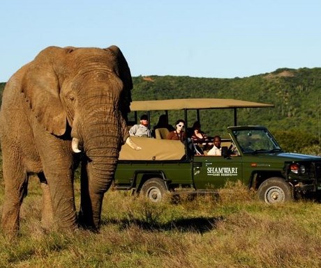 Shamwari game drive