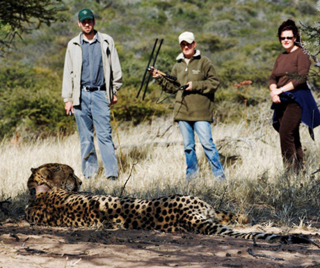 Walk with cheetah