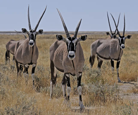 Nebrownii, Etosha