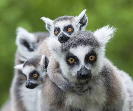 Ankarana National Park