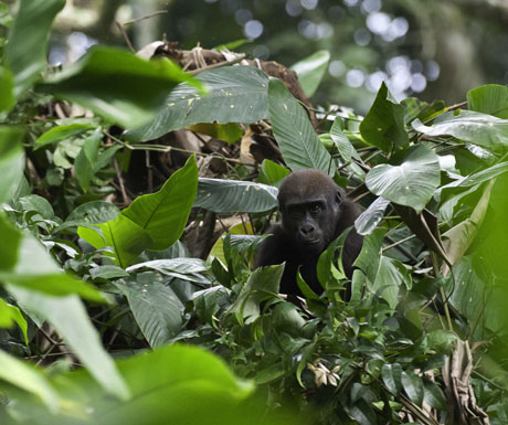 Odzala Kokoua National Park