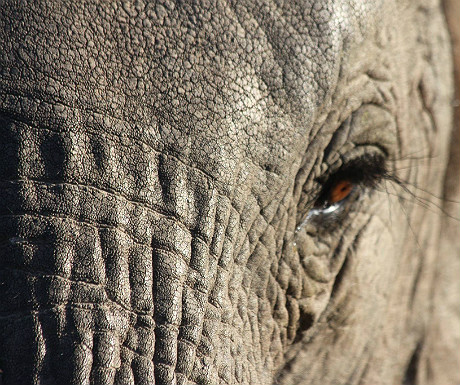 Elephant close-up