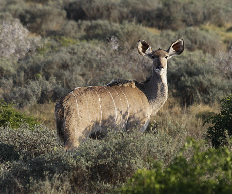 Nyala