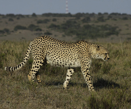 Cheetah