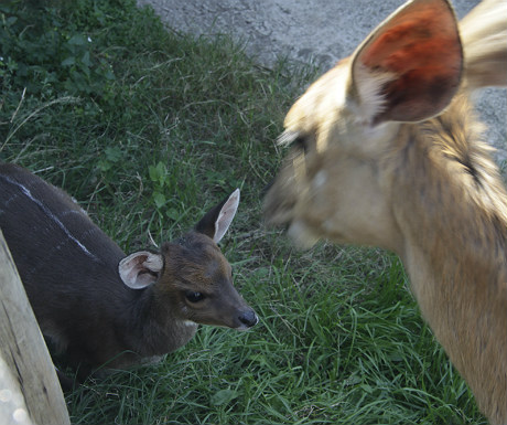 Baby bushbuck