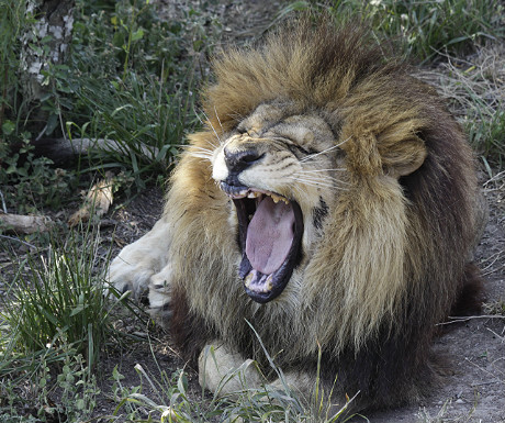 Rescued lion