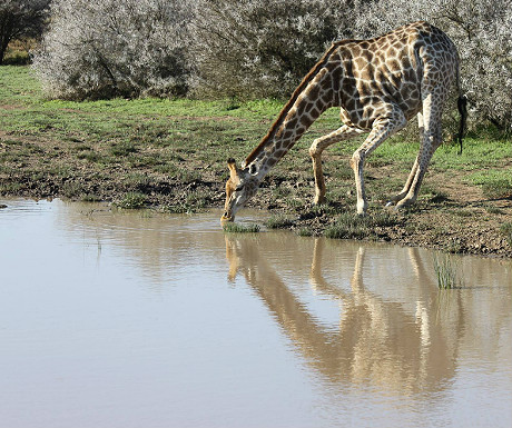 Giraffe drinking