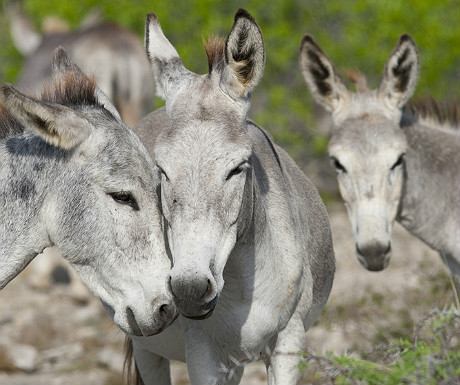 Bonaire donkeys_48503284